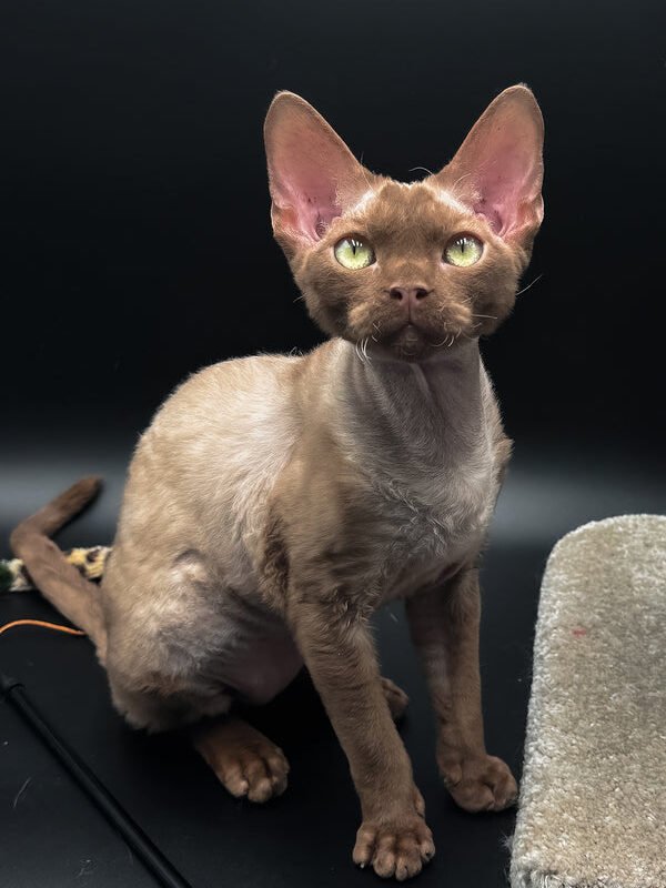 Andrian, a cinnamon Devon Rex kitten