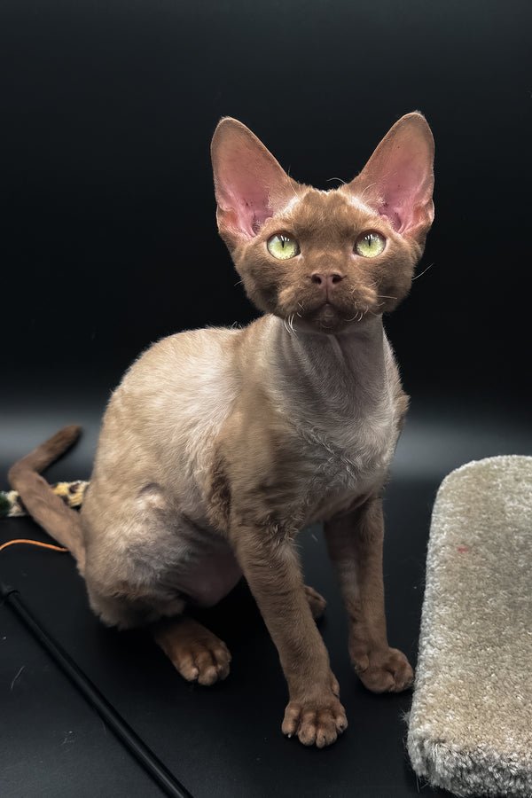 Andrian, a cinnamon Devon Rex kitten