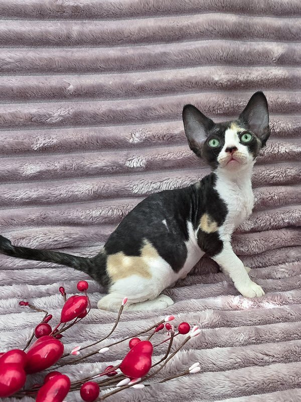 Dulcinea, a black tortoise with white Devon Rex kitten