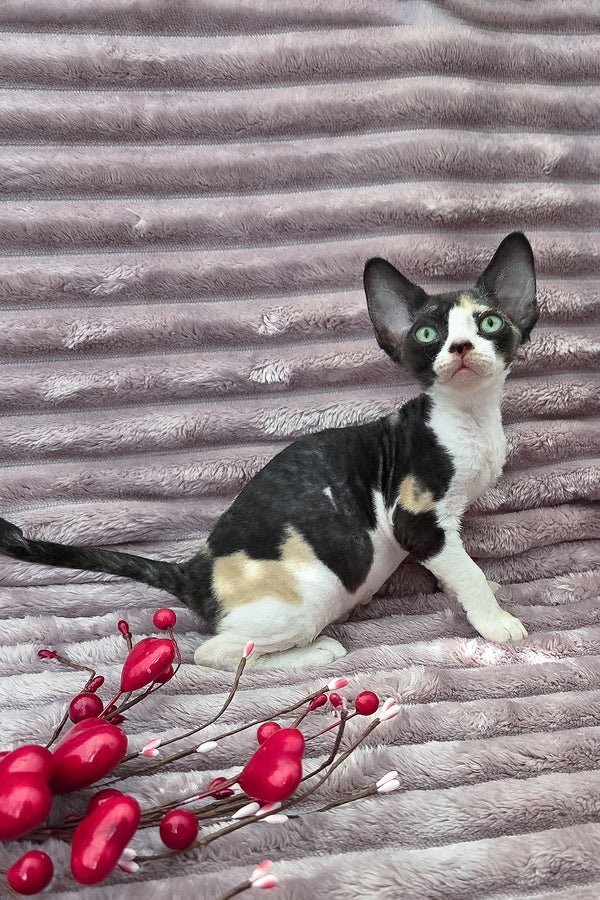 Dulcinea, a black tortoise with white Devon Rex kitten