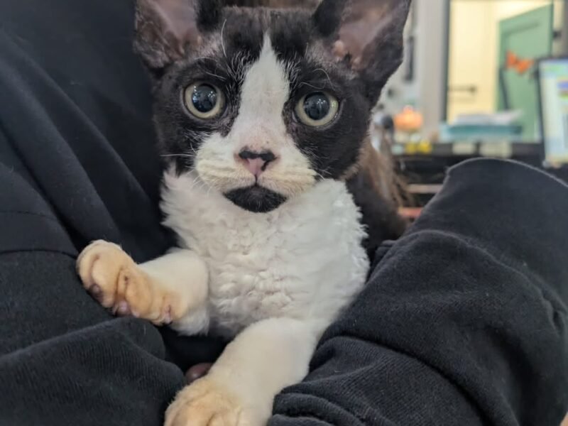 A family at home with their adopted Devon Rex cat
