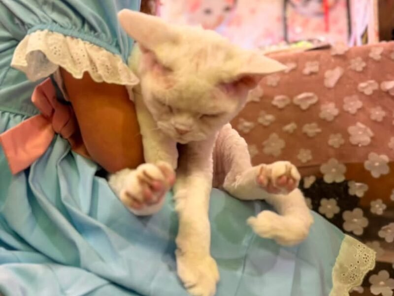 A family at home with their adopted Devon Rex cat