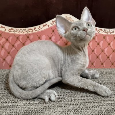 Photo 1 of Figaro