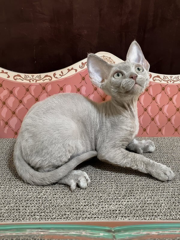 Figaro, a lilac Devon Rex kitten