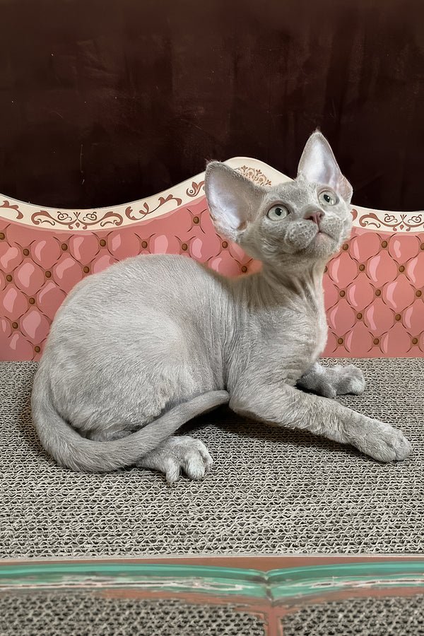 Figaro, a lilac Devon Rex kitten