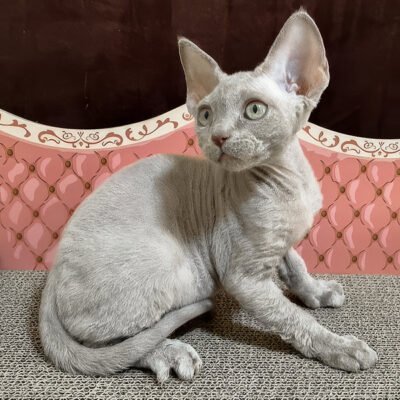 Photo 2 of Figaro