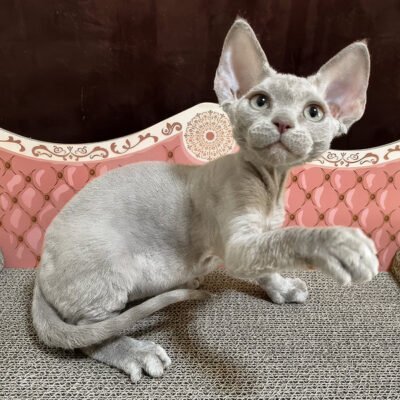 Photo 3 of Figaro