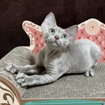 Photo 4 of Figaro