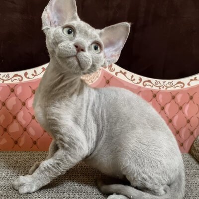 Photo 5 of Figaro