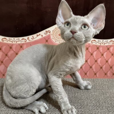 Photo 6 of Figaro