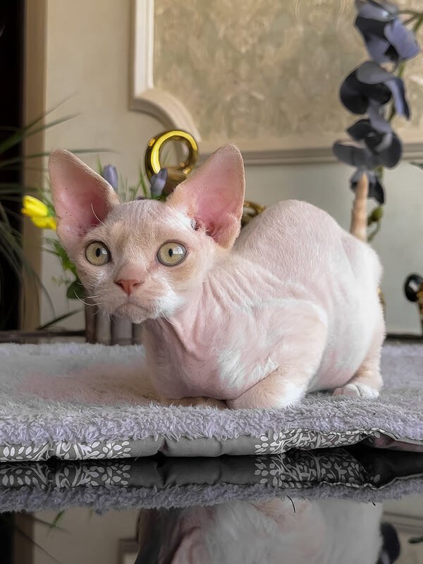 Joni, a cream with white Devon Rex kitten