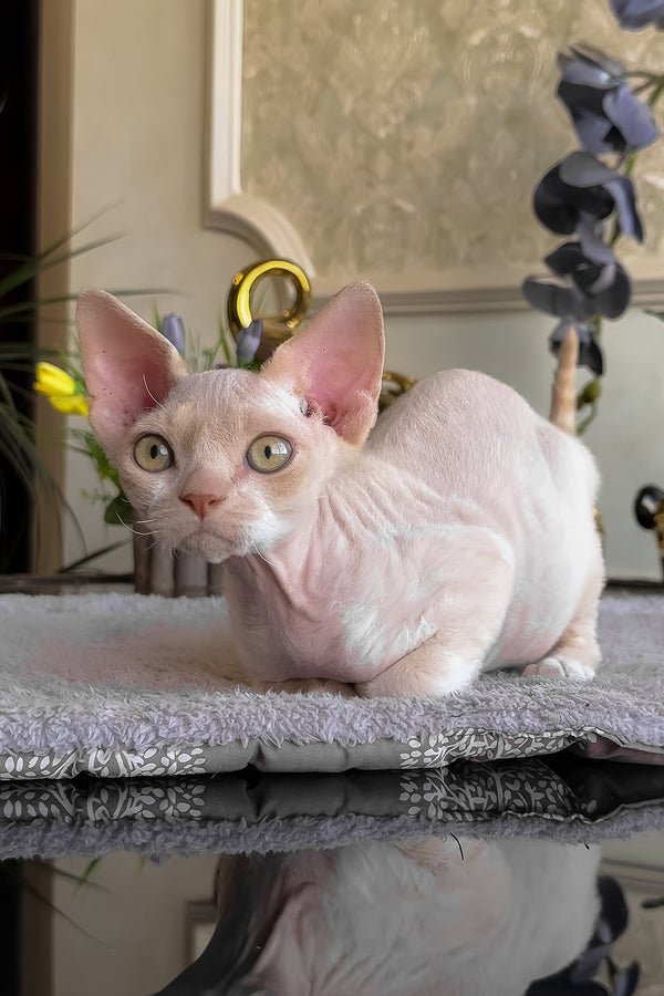 Joni, a cream with white Devon Rex kitten