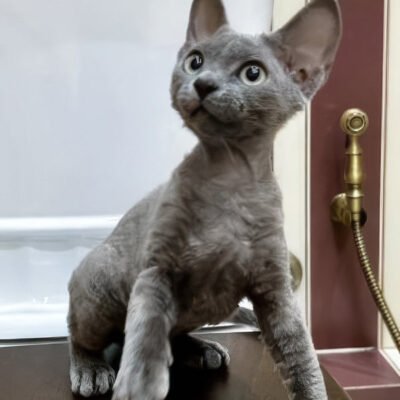 Photo 1 of Lavanda
