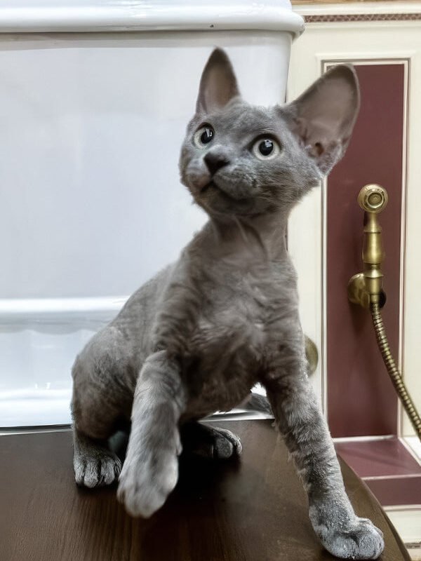Lavanda, a blue Devon Rex kitten