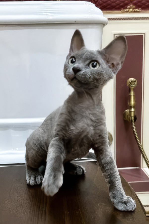 Lavanda, a blue Devon Rex kitten