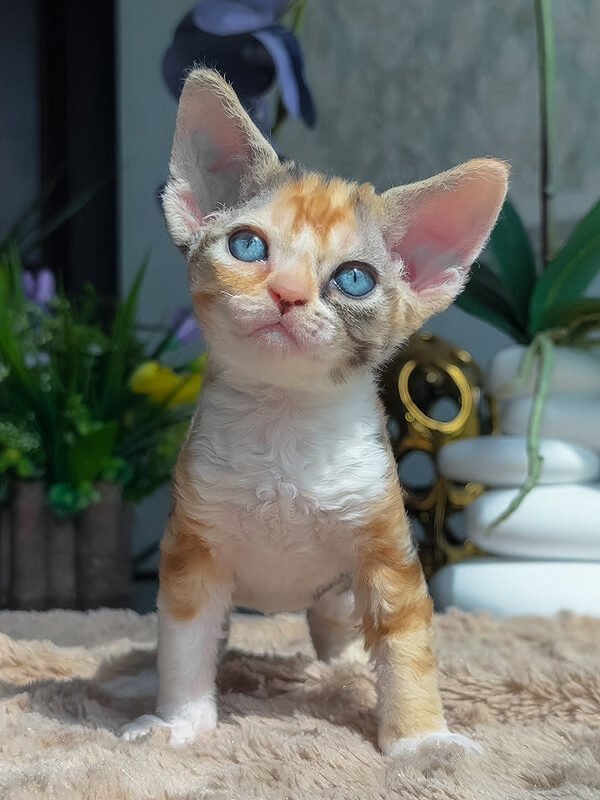 Lavina, a black tortoise with white Devon Rex kitten