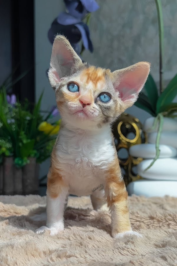 Lavina, a black tortoise with white Devon Rex kitten