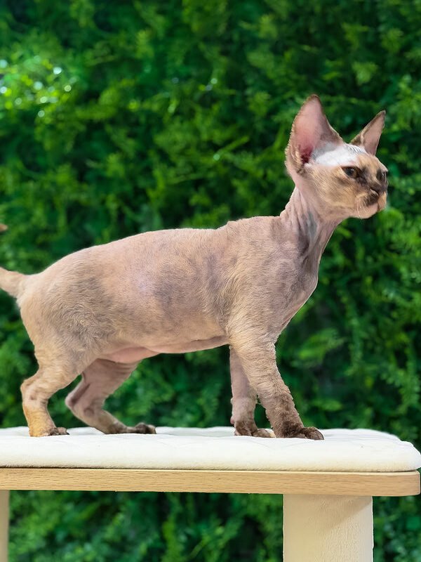 Maya, a chocolate tortoise Devon Rex kitten