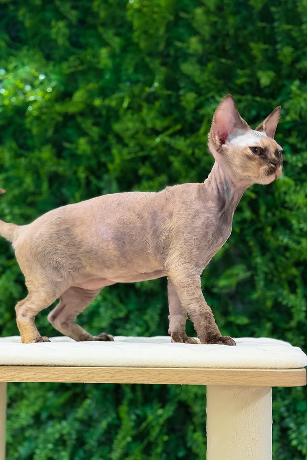 Maya, a chocolate tortoise Devon Rex kitten