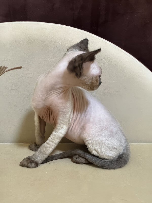Rudik, a seal point Devon Rex kitten