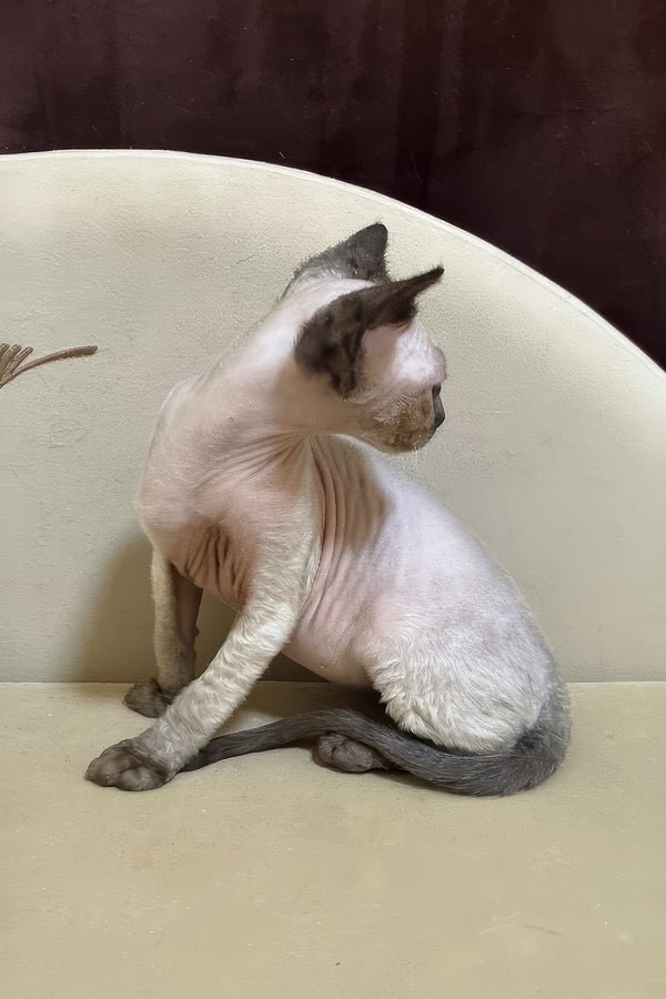 Rudik, a seal point Devon Rex kitten