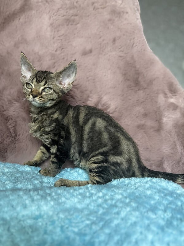 Xanti, a black classic tabby Devon Rex kitten