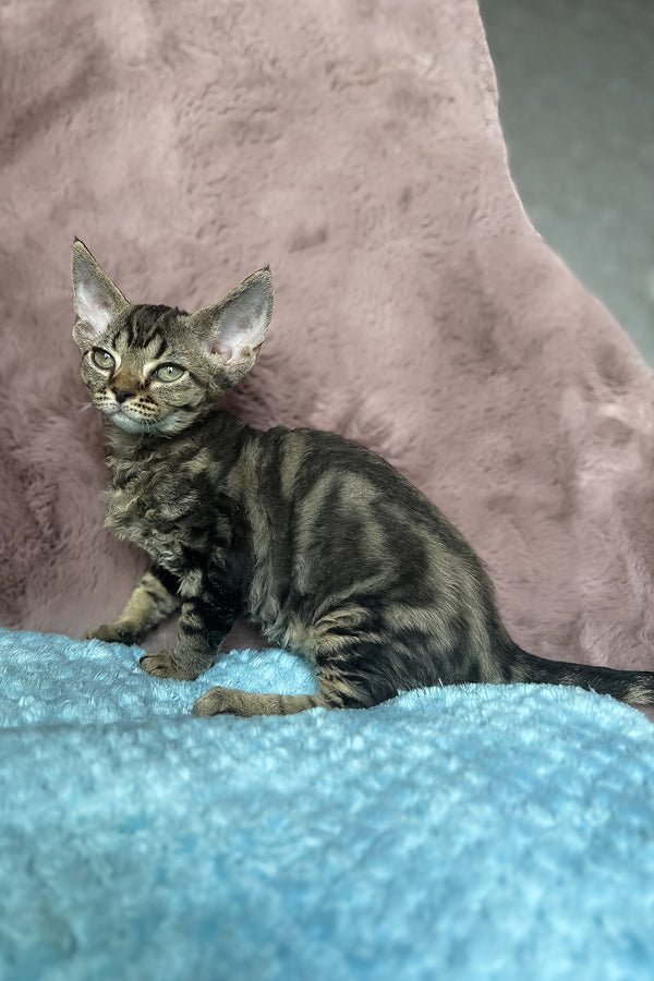 Xanti, a black classic tabby Devon Rex kitten
