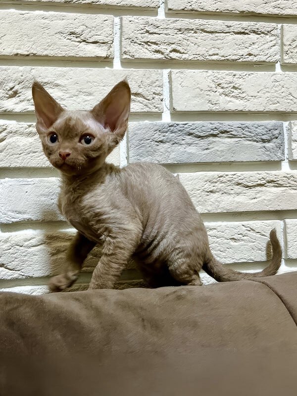 Zinnia, a cinnamon Devon Rex kitten