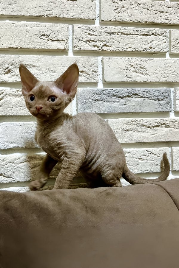 Zinnia, a cinnamon Devon Rex kitten